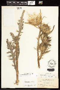 Cirsium drummondii image