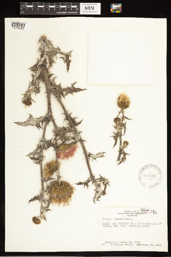 Cirsium texanum image