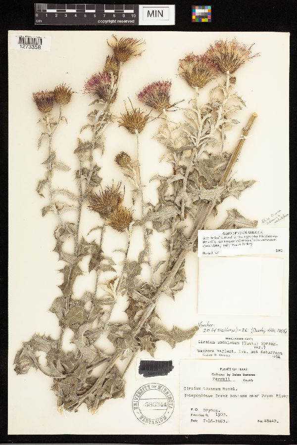 Cirsium texanum x undulatum image