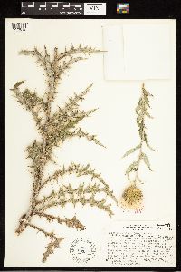 Image of Cirsium undulatum x wheeleri