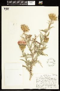 Cirsium undulatum x wheeleri image