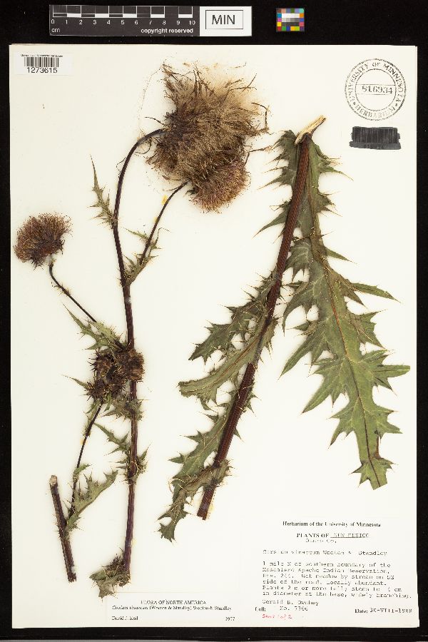 Cirsium vinaceum image