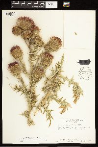 Cirsium vulgare image