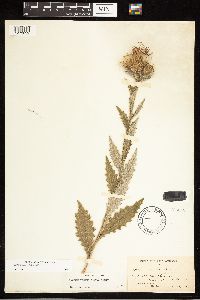 Cirsium vulgare image