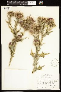 Cirsium vulgare image