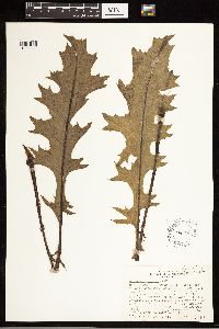Cirsium wrightii image