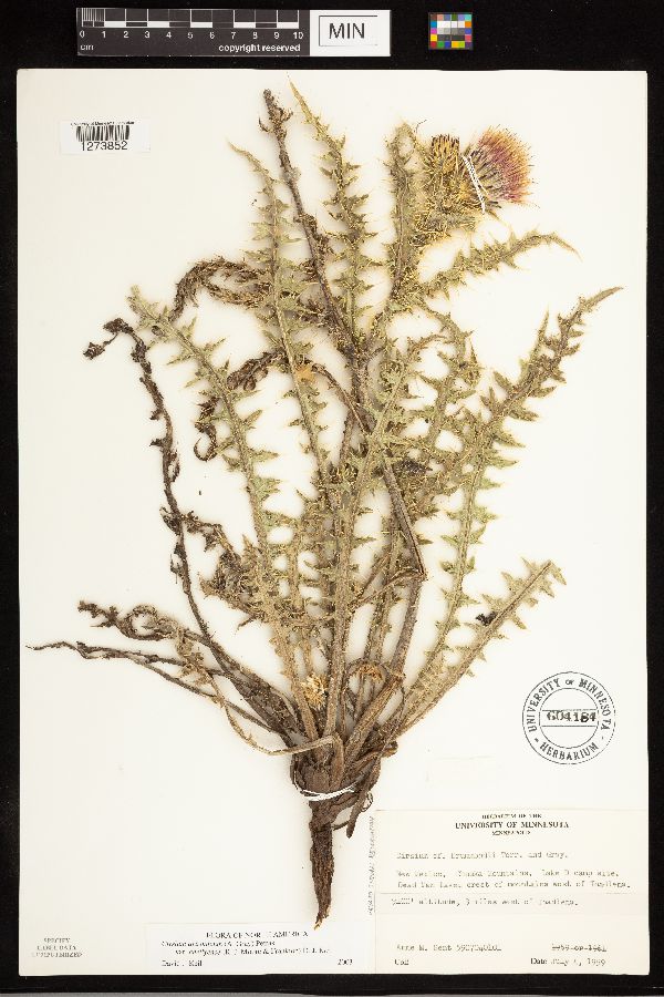 Cirsium arizonicum var. chellyense image