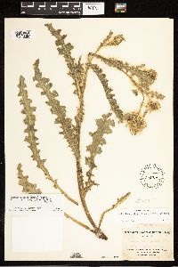 Cirsium murdockii image