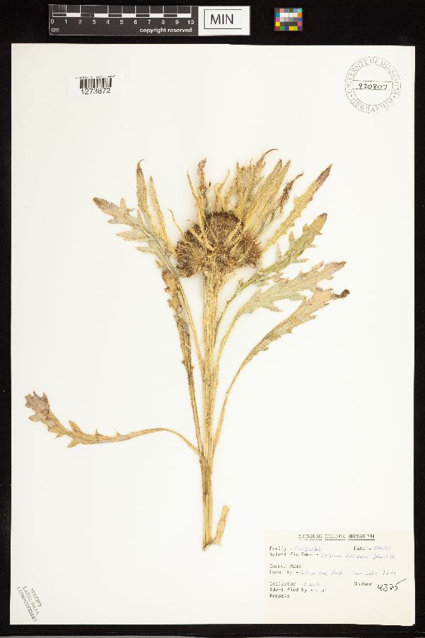 Cirsium foliosum image