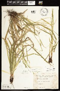 Carex arctata image