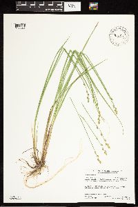 Carex canescens image