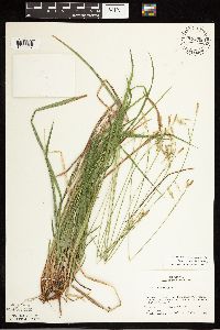 Carex castanea image