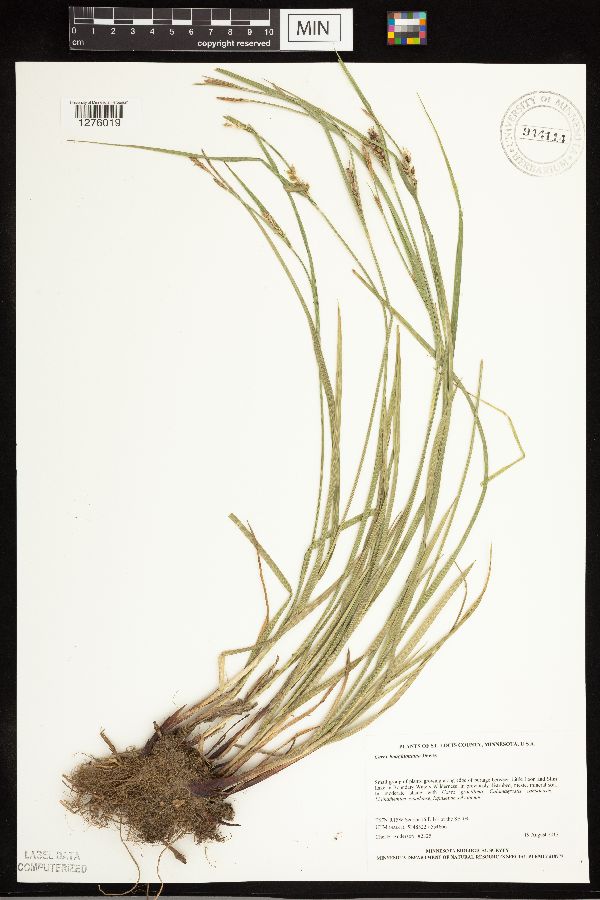 Carex houghtoniana image
