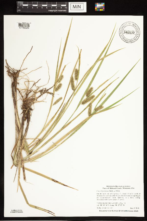 Carex hystericina image