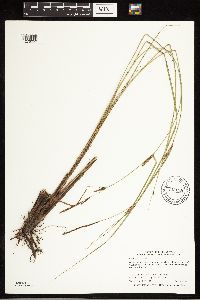 Carex pellita image