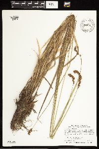 Carex projecta image