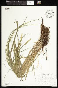Carex stipata image