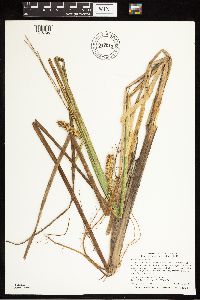 Carex utriculata image