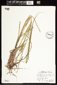 Carex utriculata image