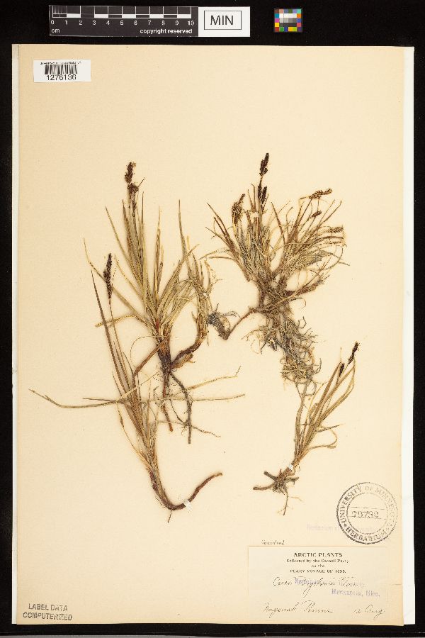 Carex bigelowii image