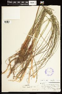 Carex aquatilis image