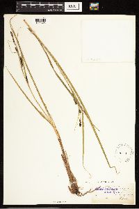 Carex aquatilis image