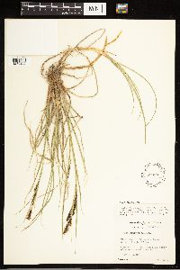 Carex aquatilis image