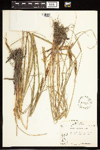 Carex aquatilis image