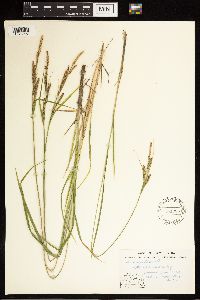 Carex aquatilis image