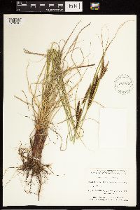 Carex aquatilis image