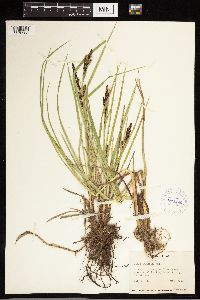 Carex aquatilis image