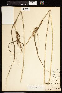 Carex aquatilis image