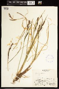 Carex aquatilis image