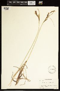 Carex aquatilis image