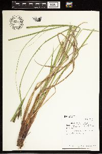 Carex aquatilis image