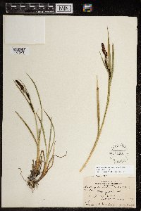 Carex aquatilis image