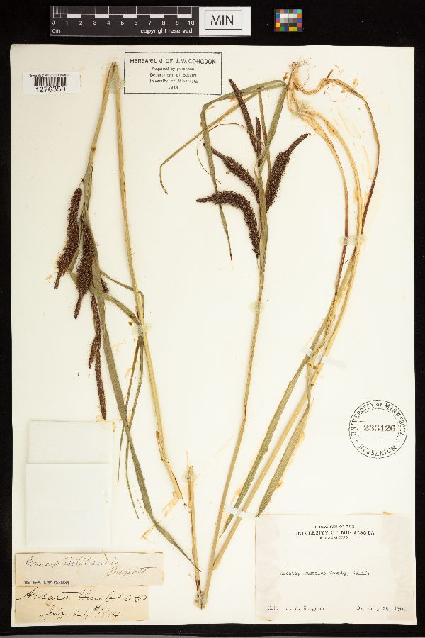 Carex aquatilis var. dives image