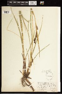 Carex aquatilis var. minor image