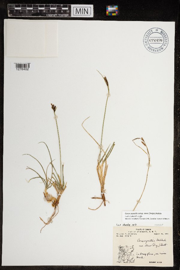 Carex aquatilis var. minor image