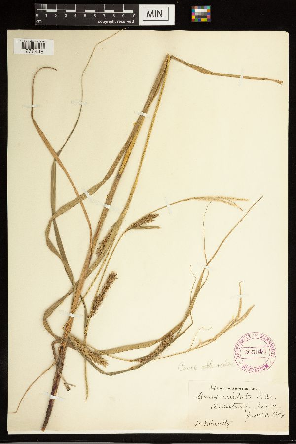 Carex atherodes image