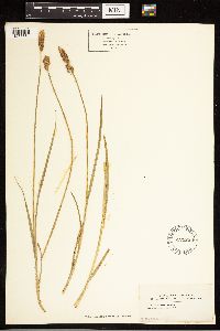 Carex disticha image