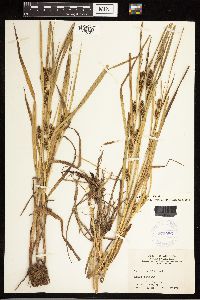 Carex frankii image