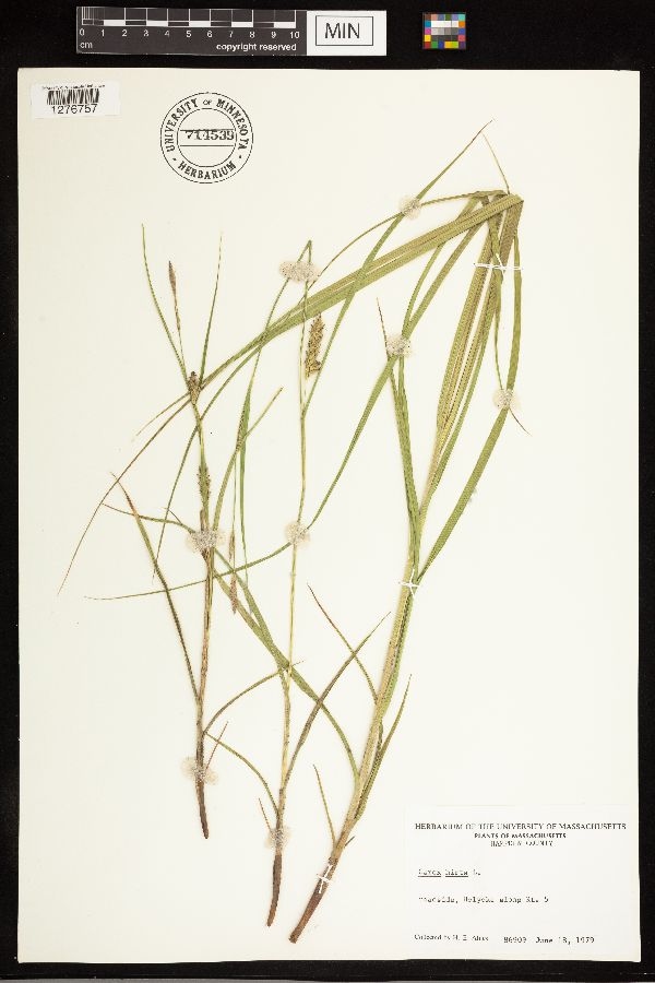 Carex hirta image