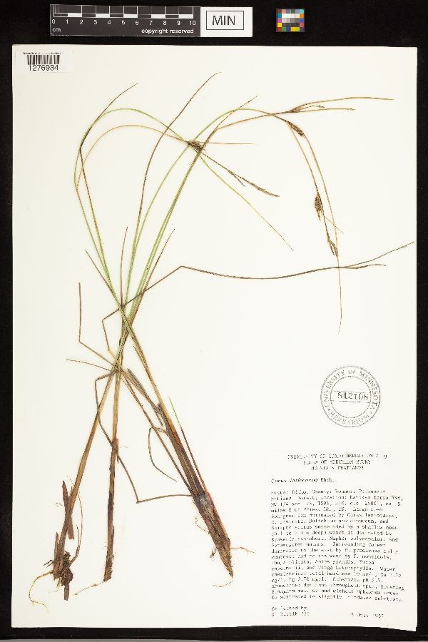 Carex lasiocarpa image