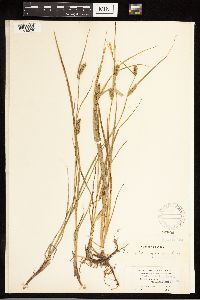 Carex lasiocarpa subsp. americana image