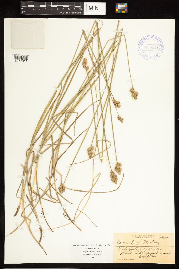 Carex longii image