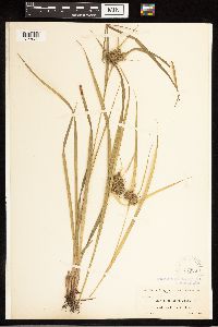 Carex louisianica image