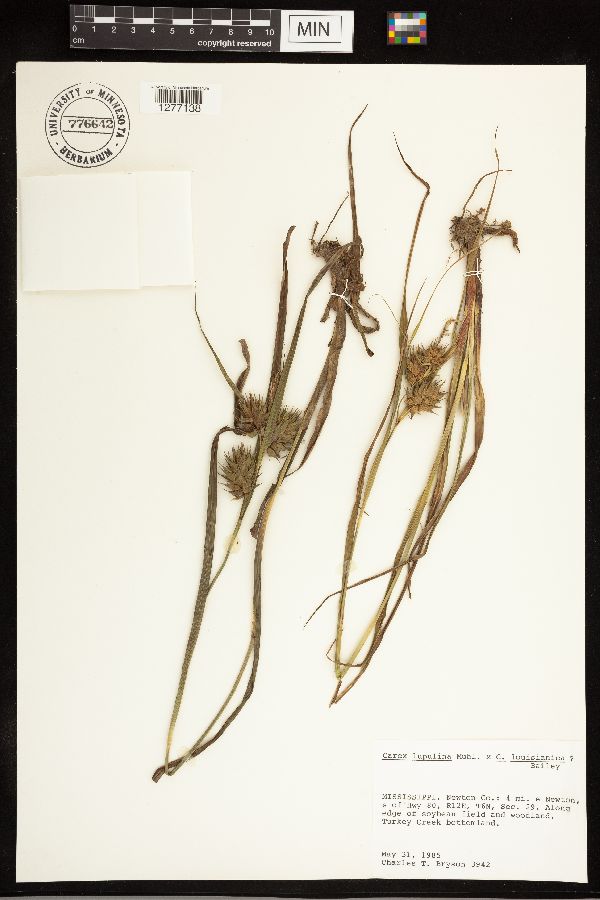 Carex lupulina x louisianica image