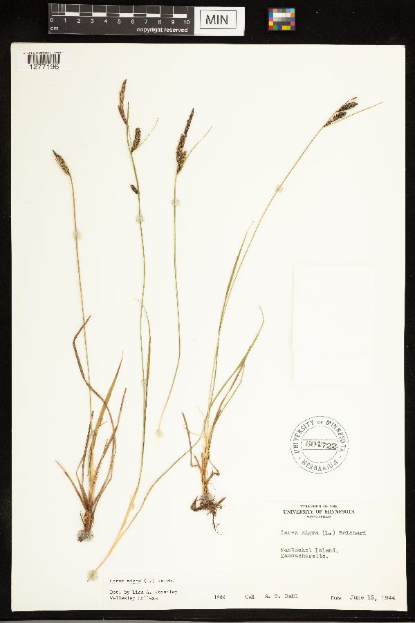 Carex nigra image