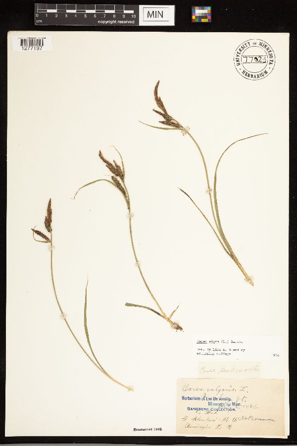 Carex nigra image